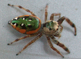 Orange Jumper Orange Jumper